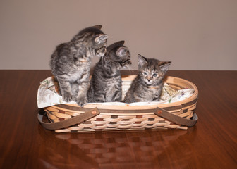 Who Farted? 3 Kittens in a Basket