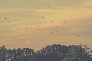 Flying birds on a vintage sky background. Retro photo of a flying birds