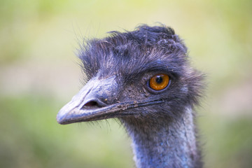 Ostrich head close-up. Ostrich bird with orange eye