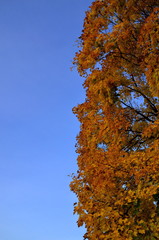 Fototapeta na wymiar Crown of autumn maple tree against the blue sky.