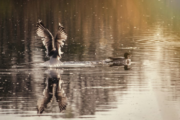 Wild duck in the pond flying away from the seagul. Summer time