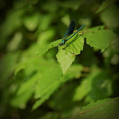 La libellule bleue.