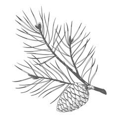 A pine branch with pine cones. Vector illustration.