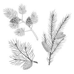 Hand drawn set of fir and pine branches. Vector illustration.