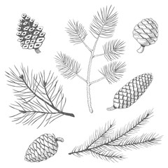 Hand drawn set of fir and pine branches with fircones and pinecones. Vector illustration.