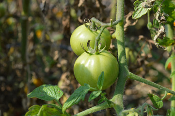Tomato in the garden