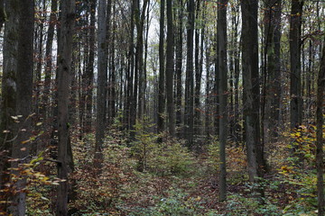 Obraz premium Mischwald 