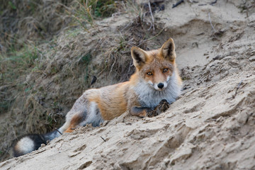 Lying fox