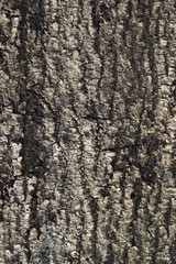 Obraz premium niezwykła faktura kory drzewa