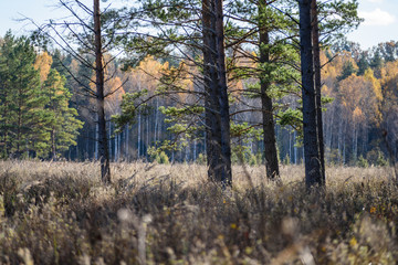 autumn colored trees in the park