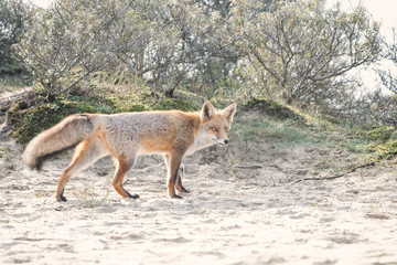 Walking Fox