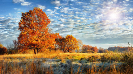 Landscape of colorful frosty autumn nature on sunny day. Fall background