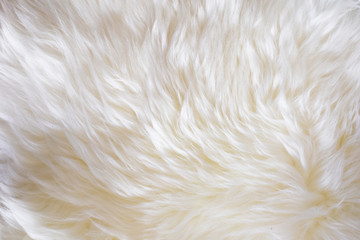 Soft shiny sheep wool