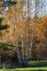 Fototapeta premium autumn colored trees in the park
