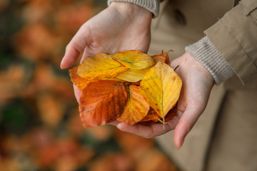 Autumn mood. Closeup of female hands holding colorful yellow and brown leaves with blurred...