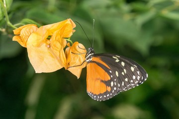 ferme à papillons exotiques