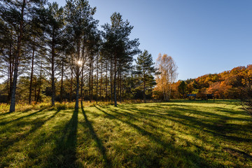 Naklejka premium autumn colored trees in the park