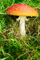 Amanita muscaria, commonly known as fly agaric or fly amanita. Toadstool or flybane, close up of red poisonous mushroom growing in green grass.