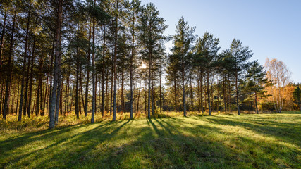 autumn colored trees in the park
