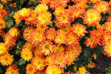 Flower chrysanthemum in autumn garden
