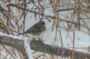 Bird in Snow