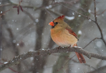 Bird in Snow