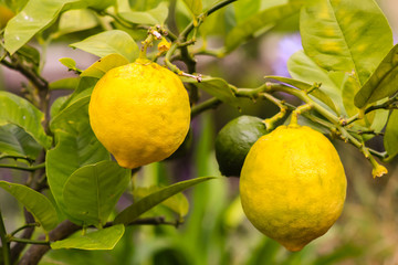 Lemons