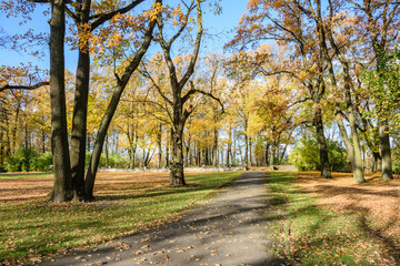 autumn colored trees in the park