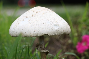 Ginormous Mushroom Cap