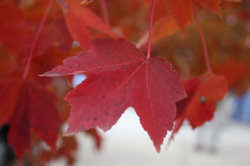 Red Maple Leaf
