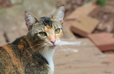 What Are You Looking At?