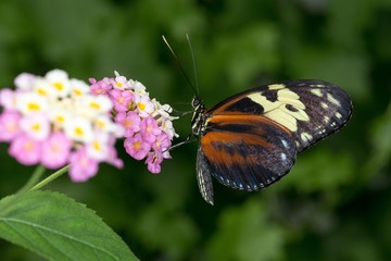 Fototapeta na wymiar ferme à papillons exotiques