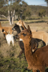 Alpacas farm in Australia