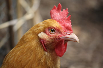 Yellow Hen