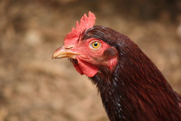Brown Hen