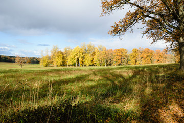 countryside fields in autumn with lonely trees