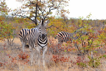 Obraz premium Zebra in the winter