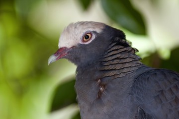 Cayman Pidgeon