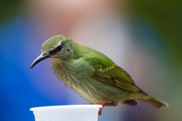 Green Sap Sipper