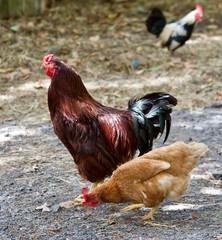 Rooster & Hen