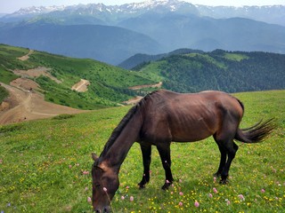 Horses in the mountains, 2017