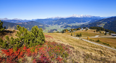 Naklejka premium Rote Schwarzbeerblätter auf der Skipiste am Grießenkar in Flachau
