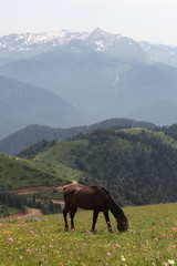 Horses in the mountains, 2017