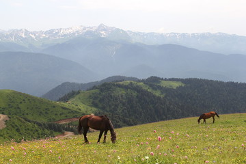 Fototapeta na wymiar Horses in the mountains, 2017