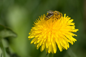 Bee on flower