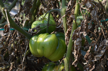 Tomato in the garden
