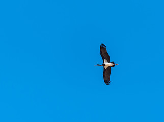 A young black stork flying blue sky