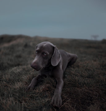 Weimaraner dog sitting on grassy landscape