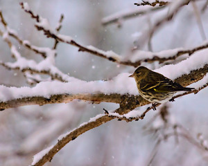 Siskin Bird