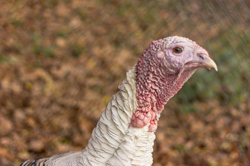close eyes and neck white turkey bird in captivity